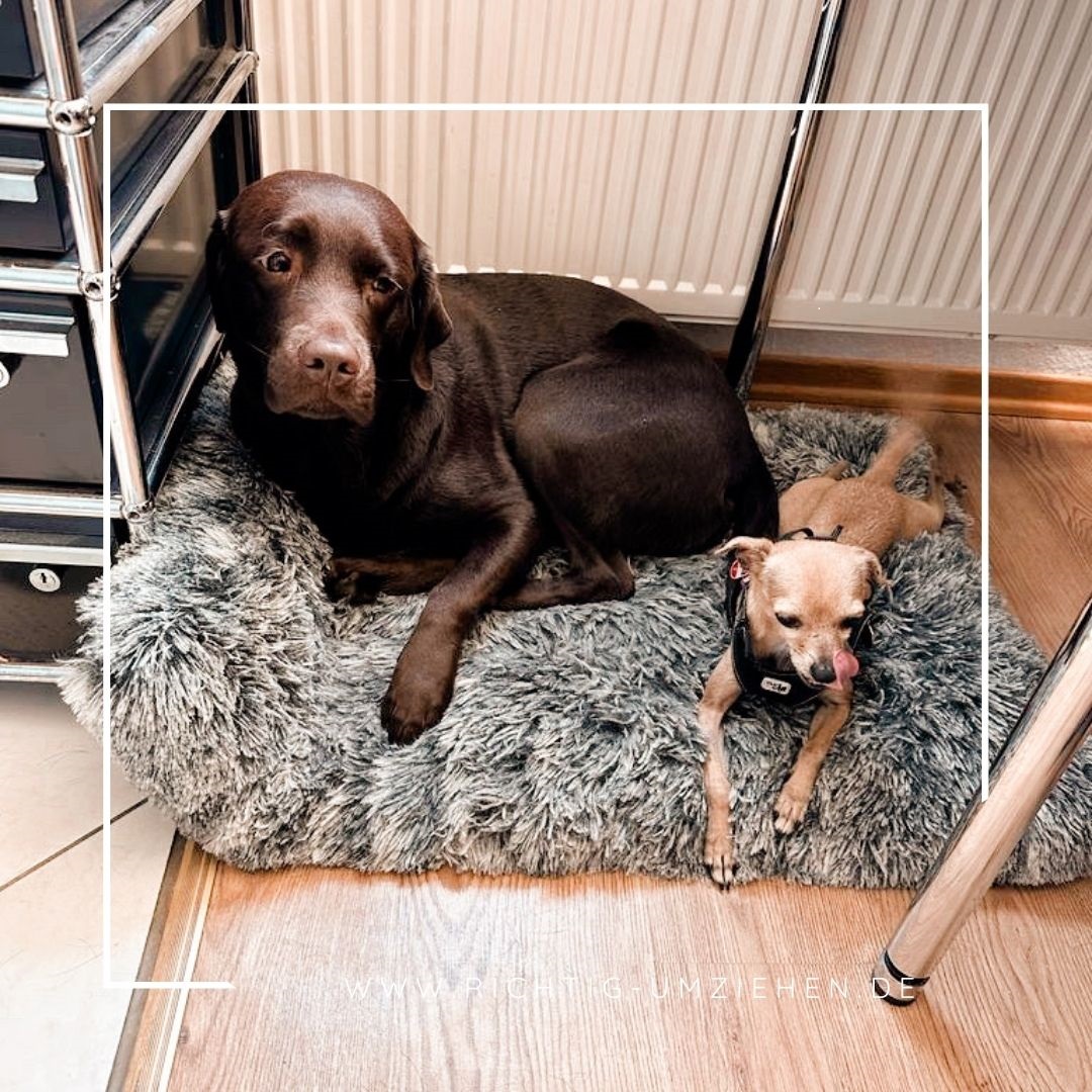 Zwei Hunde liegen auf einem Hundebett. Ein größerer, dunkler Hund und ein kleiner, heller Hund.